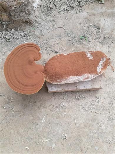 灵芝孢子粉怎么吃怎么吃好