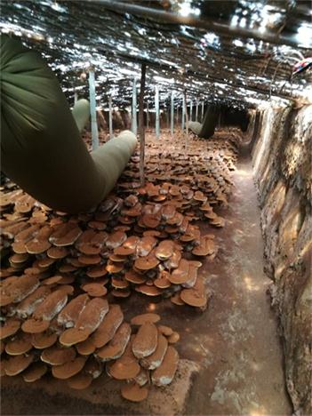 破壁灵芝孢子粉包邮吗