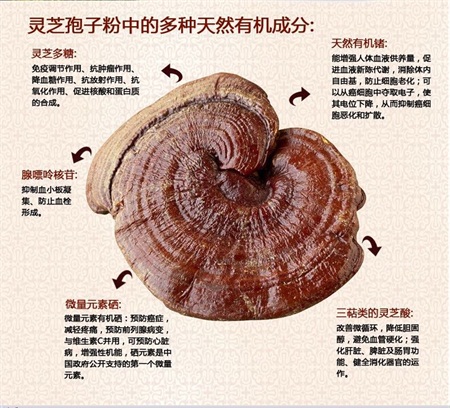 丹阳孢子粉哪里价格便宜