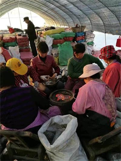 杨浦破壁灵芝孢子粉哪家纯正