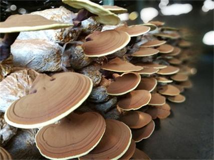 破壁灵芝孢子粉哪家纯正