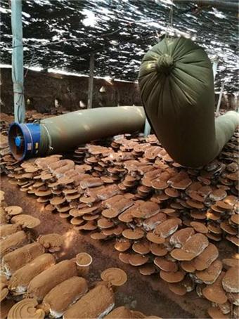 破壁灵芝孢子粉哪家纯正