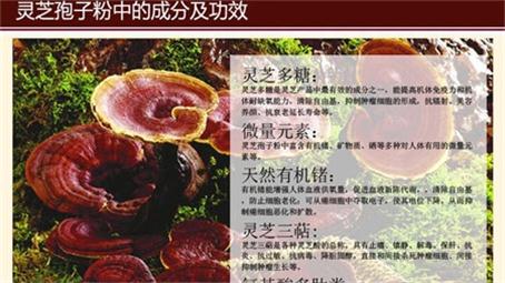 灵芝粉新行情