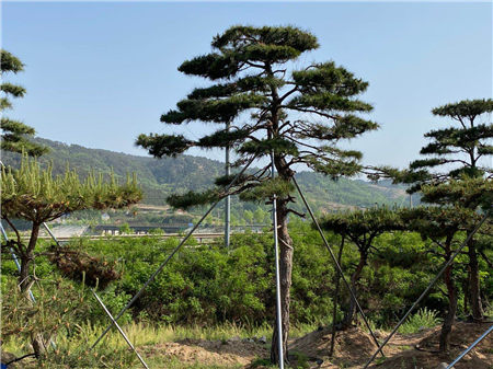 甘南种植造型松治理方法增加造型松场地的土壤养分无论施用有机肥料或